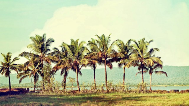 Travel_Coocoo-Forest-Sun-Fall_187K[1]