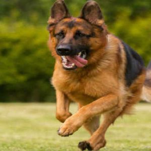 யாழில்.-வளர்ப்பு-நாயை-கட்டுப்பாடின்றி-வீதியில்-விட்டவருக்கு-நீதிமன்று-கடுமையான-எச்சரிக்கை