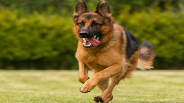 யாழில்.-வளர்ப்பு-நாயை-கட்டுப்பாடின்றி-வீதியில்-விட்டவருக்கு-நீதிமன்று-கடுமையான-எச்சரிக்கை