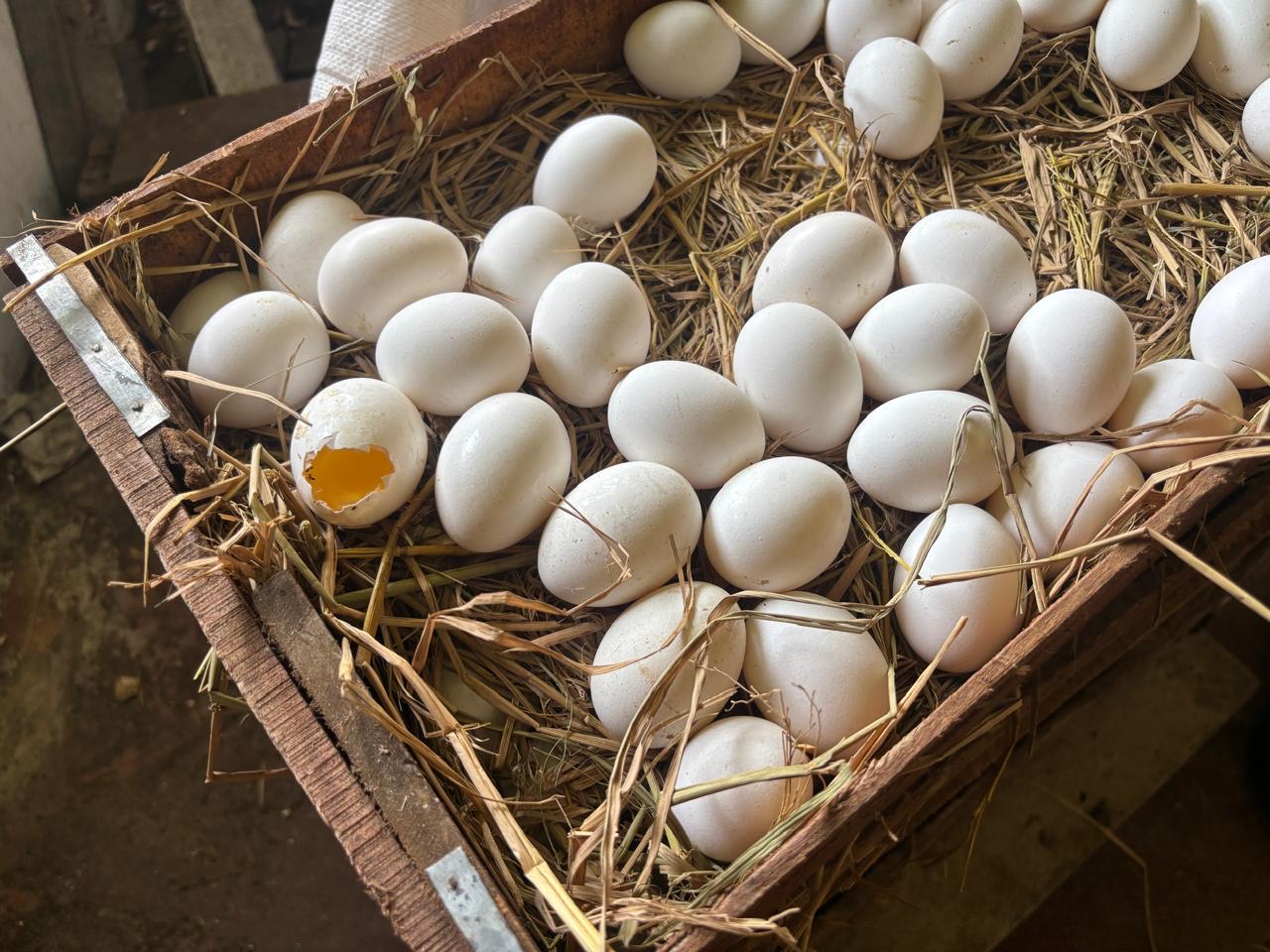 மன்னாரில் பணிசில் பல்லி எச்சம்!!