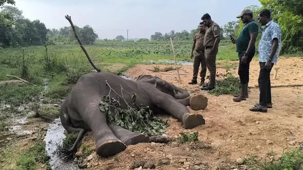 வாய்வெடிகுண்டு உட்கொண்ட யானை உயிரிழப்பு