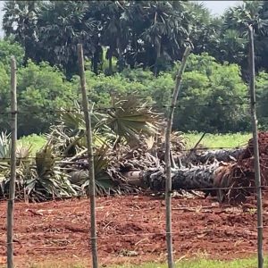 வலி.-வடக்கில்-இராணுவத்தால்-அழிக்கப்படும்-பனை-மரங்கள்