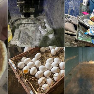 மன்னாரில்-பணிசில்-பல்லி-எச்சம்!!