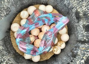 ஆமை இறைச்சி, முட்டைகளுடன் மூவர் கடற்படையினரால் கைது!