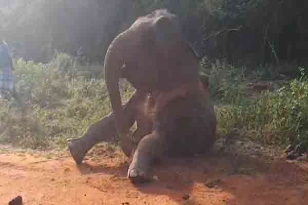 மடு-பாலம்பிட்டியில் உயிருக்கு போராடும் யானை