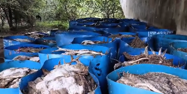 மூதூரில் பாவனைக்கு உதவாத 1500 கிலோ அழுகிய மீன்கள் மீட்பு!