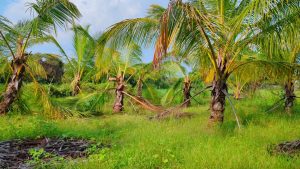 காட்டு யானைகள் அட்டகாசம் ; தென்னை பயிர்கள் சேதம்