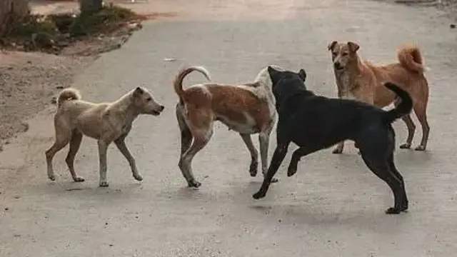 தெருநாய் பிரச்னை, உச்ச நீதிமன்றம்