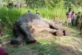 யாழ்ப்பாணம் – கண்டி பிரதான வீதியின் மரதன்கடவல தோணிகல பகுதியில் கெப் வாகனம் மோதி யானை