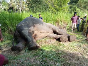 யாழ்ப்பாணம் – கண்டி பிரதான வீதியின் மரதன்கடவல தோணிகல பகுதியில் கெப் வாகனம் மோதி யானை