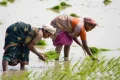 பயிர்க்கடன் தள்ளுபடி யாருக்கு எவ்வளவு? தமிழ்நாடு அரசு அறிவிப்பு முழு விவரம்