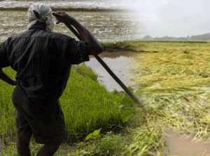 அதிக மழைவீழ்ச்சியினால் பயிர்ச்சேதங்கள் ஏற்பட்டு, பாதிக்கப்பட்ட விவசாயிகளுக்கு, ஒரு ஹெக்டேயருக்கு அதிகபட்சமாக ஒ