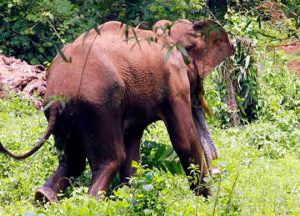 அநுராதபுரத்தில் மனித – யானை மோதல் தீவிரம் : 09 பேர் உயிரிழப்பு