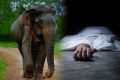 அனுராதபுரம், மதவாச்சிப் பகுதியில் நேற்று மாலை காட்டு யானை ஒன்று தாக்கியதில் குடும்பஸ்தர் ஒருவர் சம்பவ