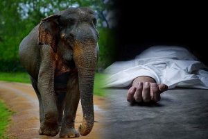 அனுராதபுரம், மதவாச்சிப் பகுதியில் நேற்று மாலை காட்டு யானை ஒன்று தாக்கியதில் குடும்பஸ்தர் ஒருவர் சம்பவ