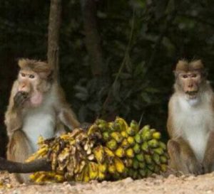 ஹங்குரங்கெத்த, வலப்பனை மற்றும் ரிக்கிலகஸ்கடை போன்ற பகுதிகளில் காட்டுக்குரங்குகள் ஆக்கிரமித்து வருவதால் காய்கறி